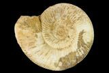 Jurassic Ammonite (Perisphinctes) Fossil - Madagascar #152772-1